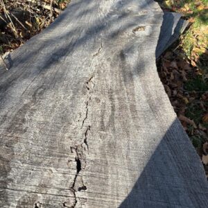 Large Live Edge Oak Slabs Dried Rustic Wood-Multiple Sizes